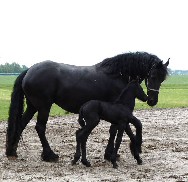 Caballos de deporte