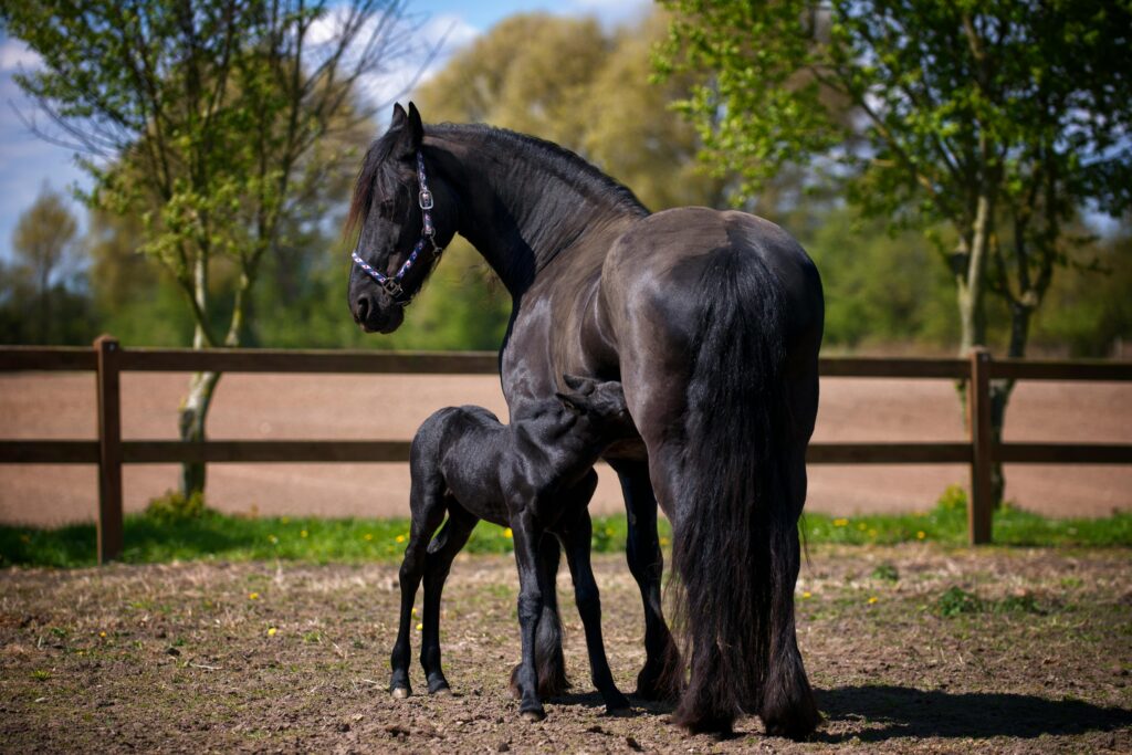 A black horse with a young foal in a rural pasture setting during a sunny day.
